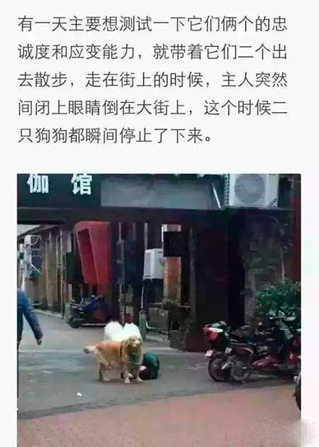 3、泰迪：你躺下是要我日一下才能起来么
