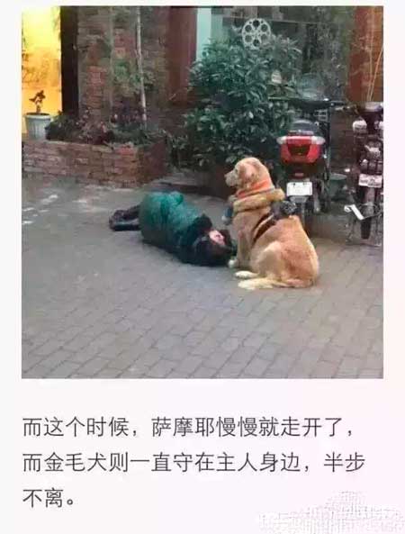 3、泰迪：你躺下是要我日一下才能起来么