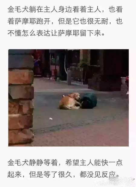 3、泰迪：你躺下是要我日一下才能起来么