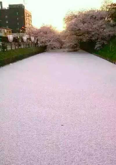 3、日本樱花河与中国抹茶河。